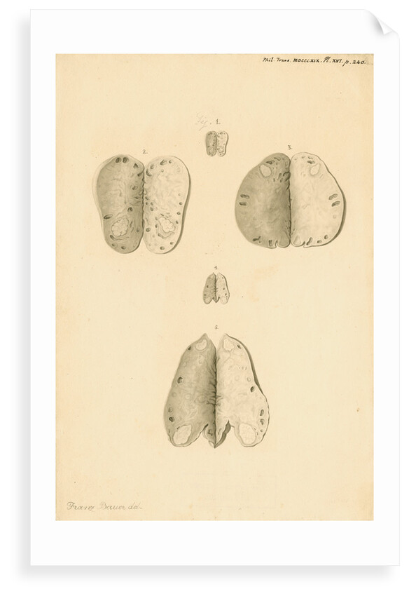 Ovaries of a kangaroo by Franz Andreas Bauer