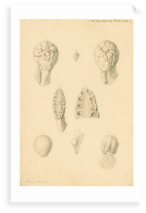 Ovaries of an American Opossum by Franz Andreas Bauer