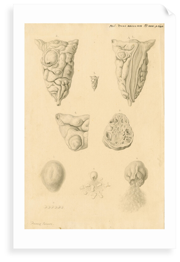 Ovaries of Ornithorhynchus paradoxicus [Platypus] by Franz Andreas Bauer
