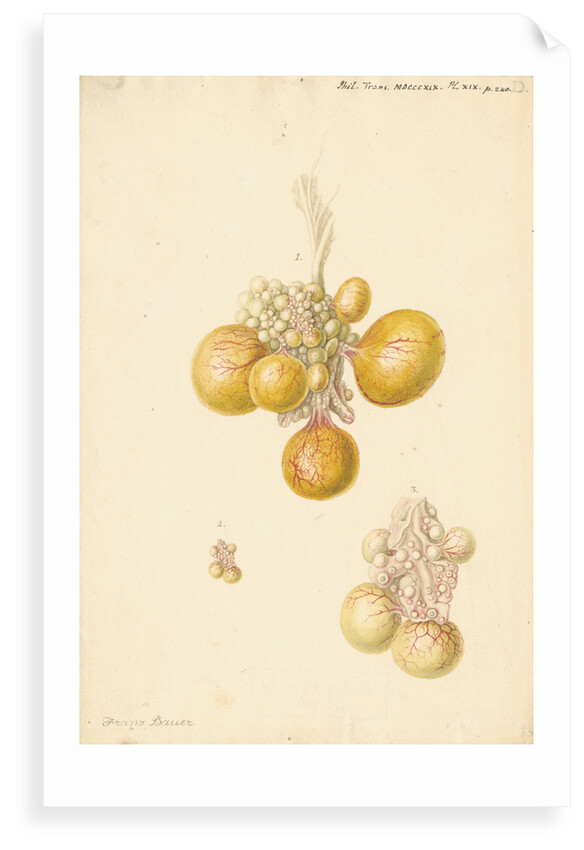 Ovaries of the hen by Franz Andreas Bauer