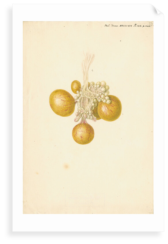 Ovaries of the hen by Franz Andreas Bauer