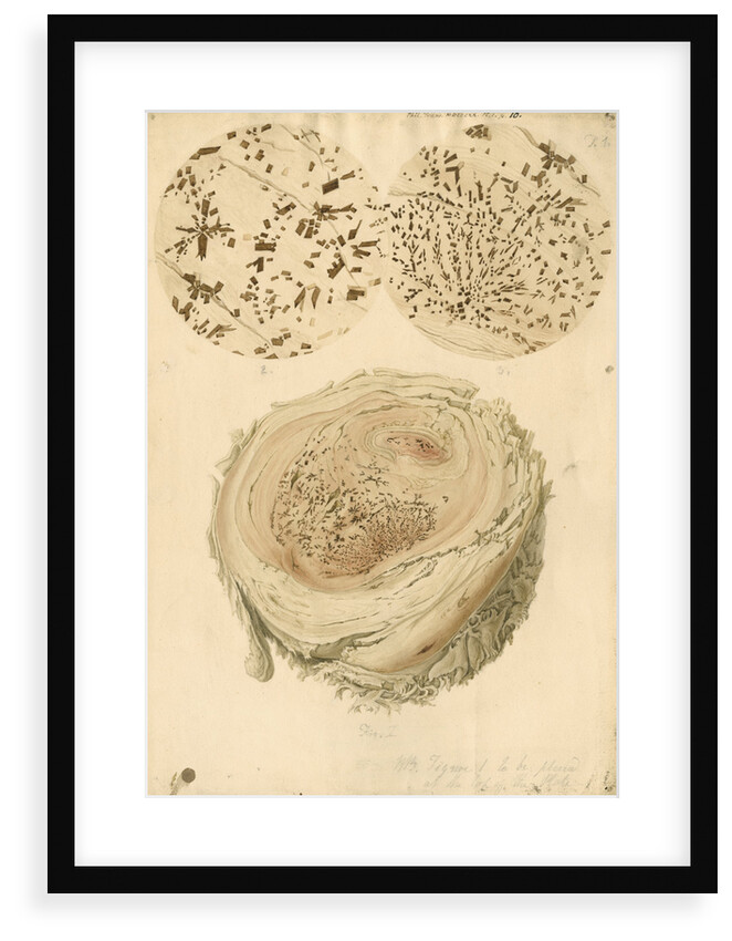 Coagulated human blood and crystals by Franz Andreas Bauer