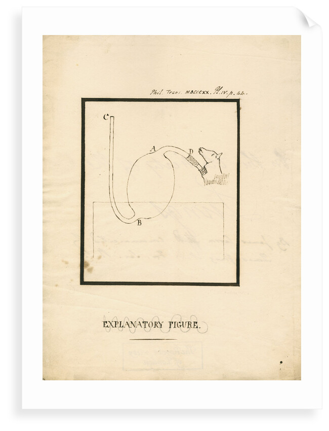 Apparatus for inflating animal lungs by James Carson