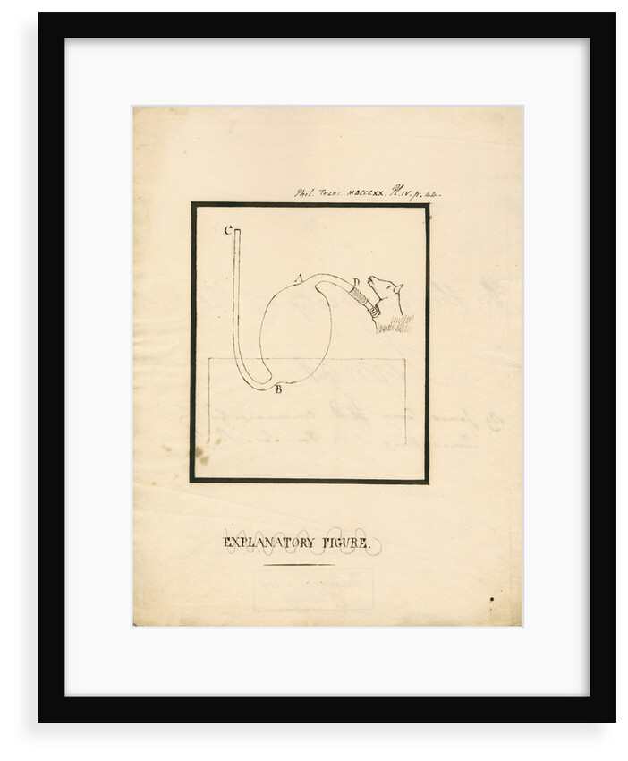 Apparatus for inflating animal lungs by James Carson