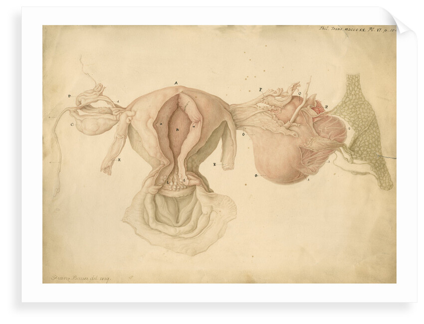 Human uterus and womb by Franz Andreas Bauer
