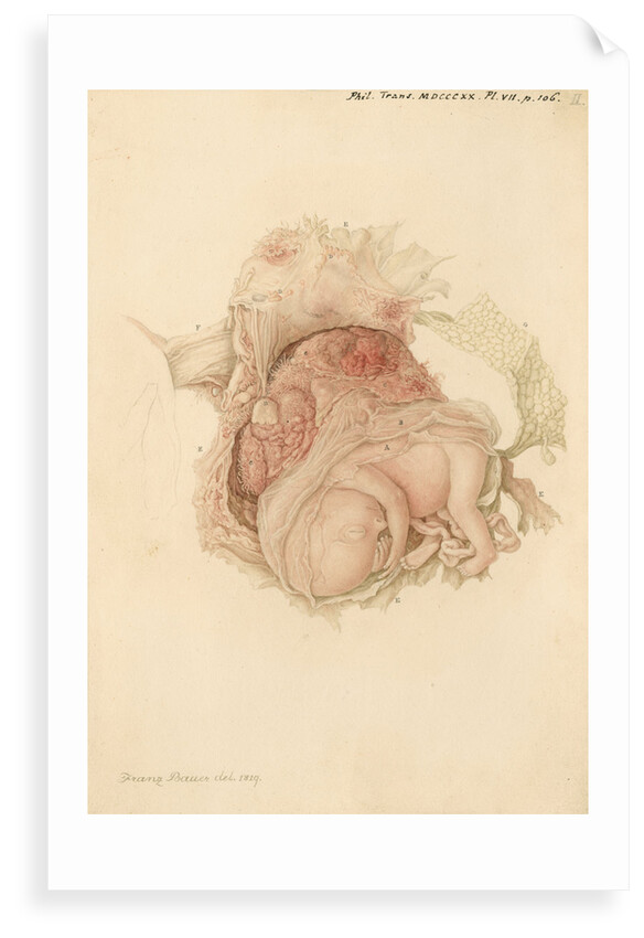An unborn child by Franz Andreas Bauer