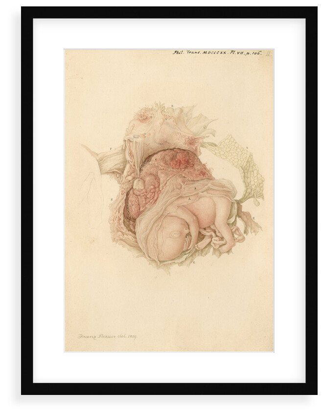 An unborn child by Franz Andreas Bauer