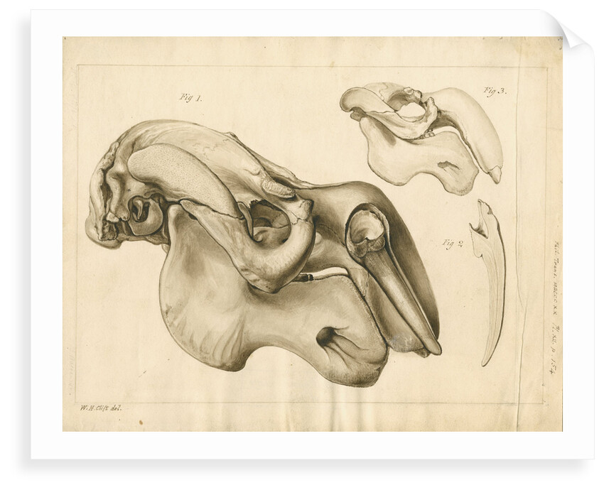 Dugong skull and tusk by William Home Clift