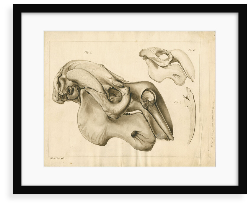 Dugong skull and tusk by William Home Clift