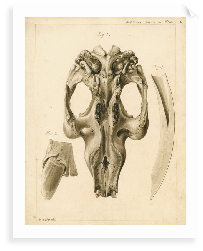 Dugong skull and tusks by William Home Clift