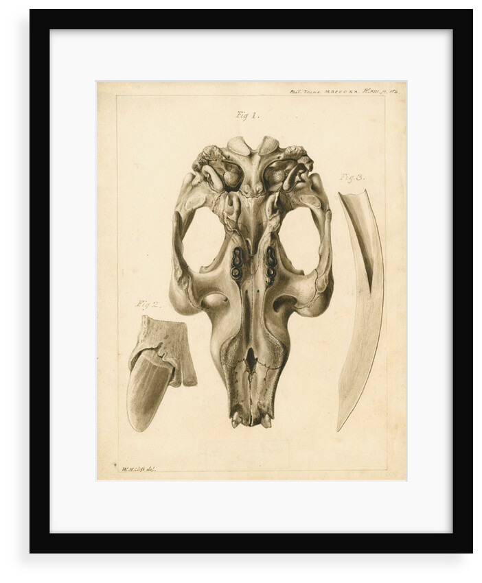 Dugong skull and tusks by William Home Clift