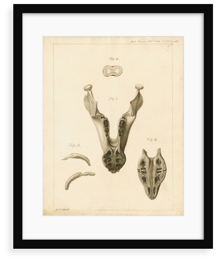 Lower jaw and teeth of a dugong by William Home Clift