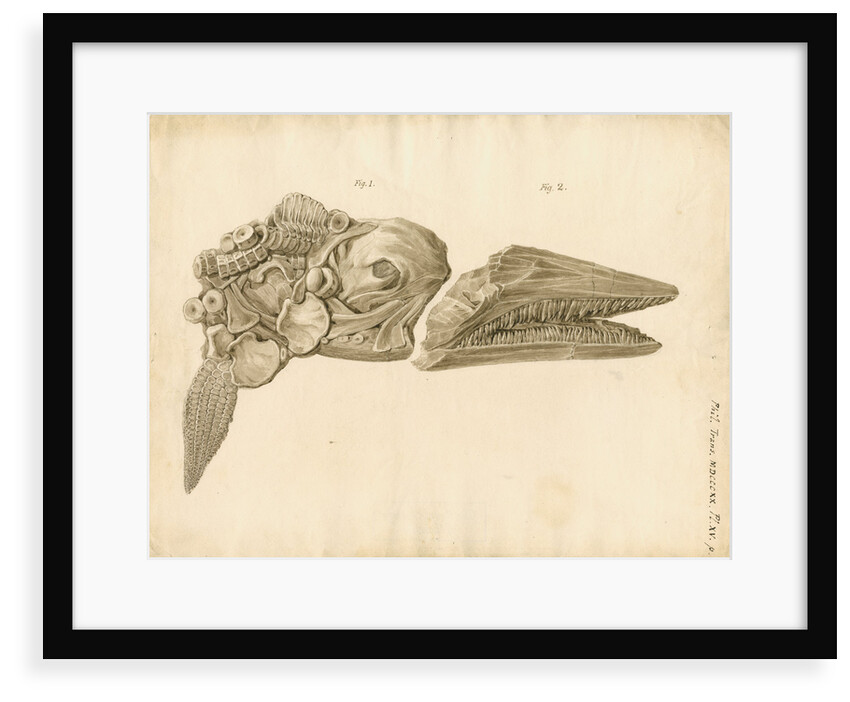 Fossil skull and jaws of the Proteosaurus [Ichthyosaur] by William Clift