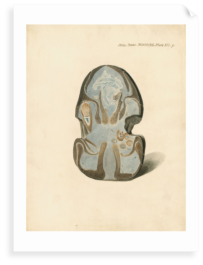 Nasal bones of the Proteosaurus [Ichthyosaur] by William Clift