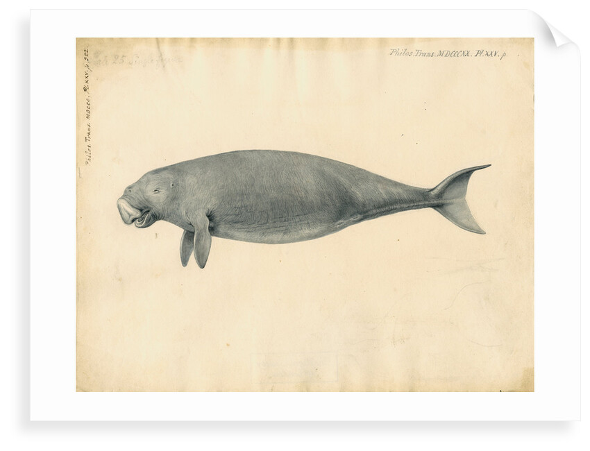 Sumatra dugong by William Clift