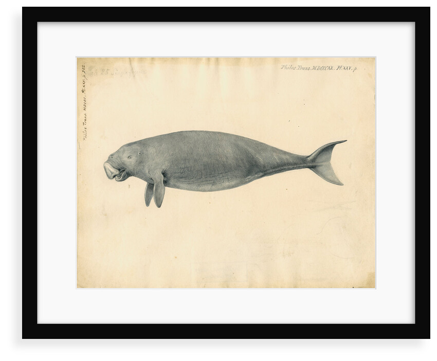 Sumatra dugong by William Clift