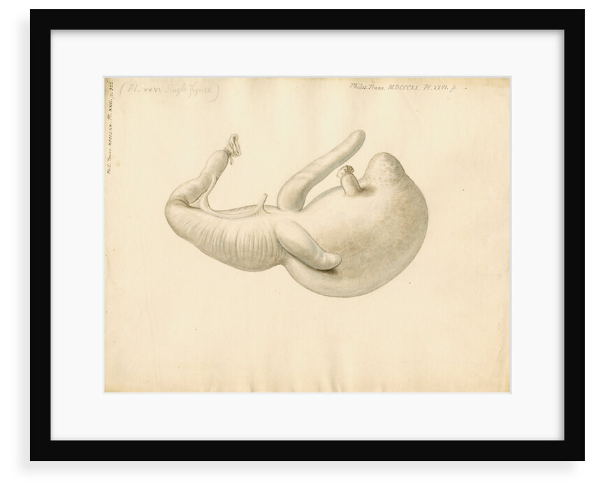 Stomach of the dugong by William Clift