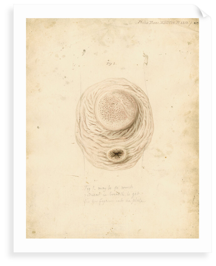 Gastric glands of the dugong by William Clift