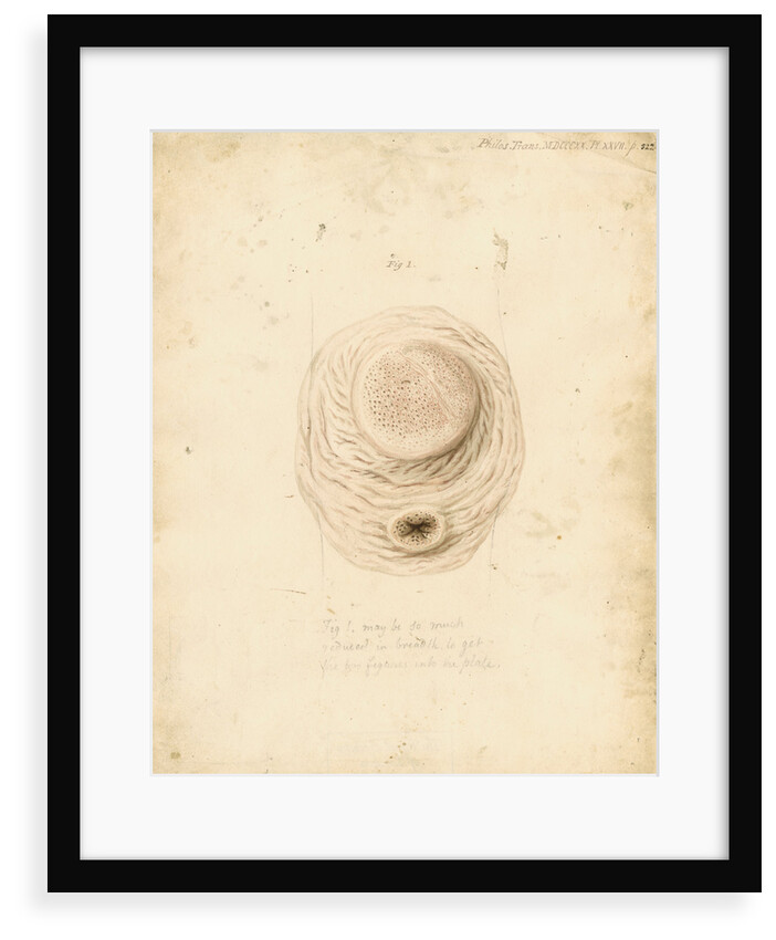 Gastric glands of the dugong by William Clift