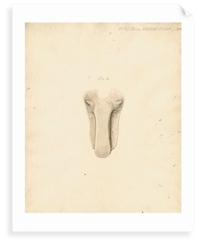 Dugong tongue by William Clift