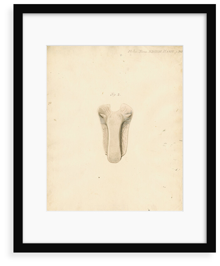 Dugong tongue by William Clift