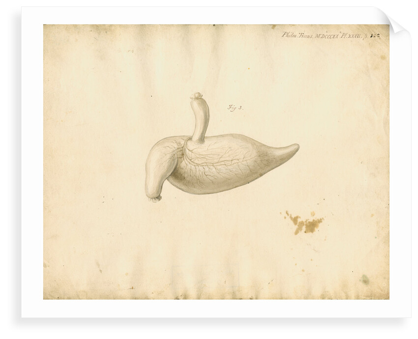 Dugong caecum by William Clift