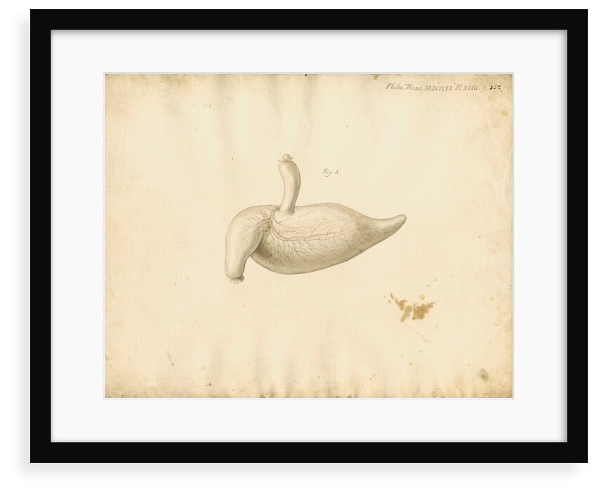 Dugong caecum by William Clift