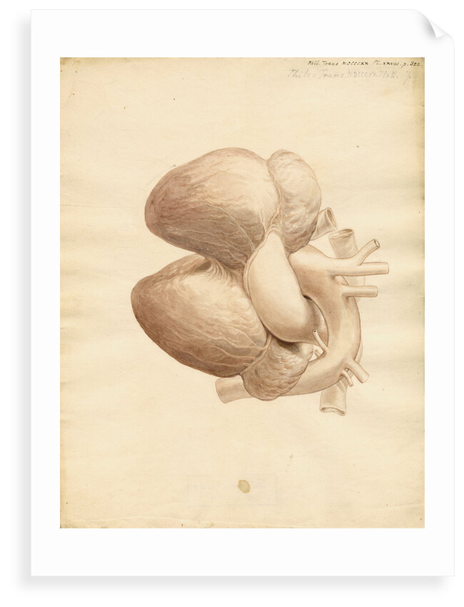 Dugong heart by William Clift