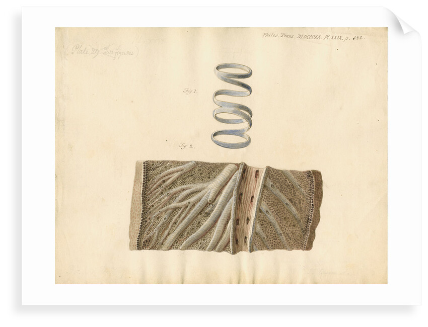 Dugong respiratory system by William Clift