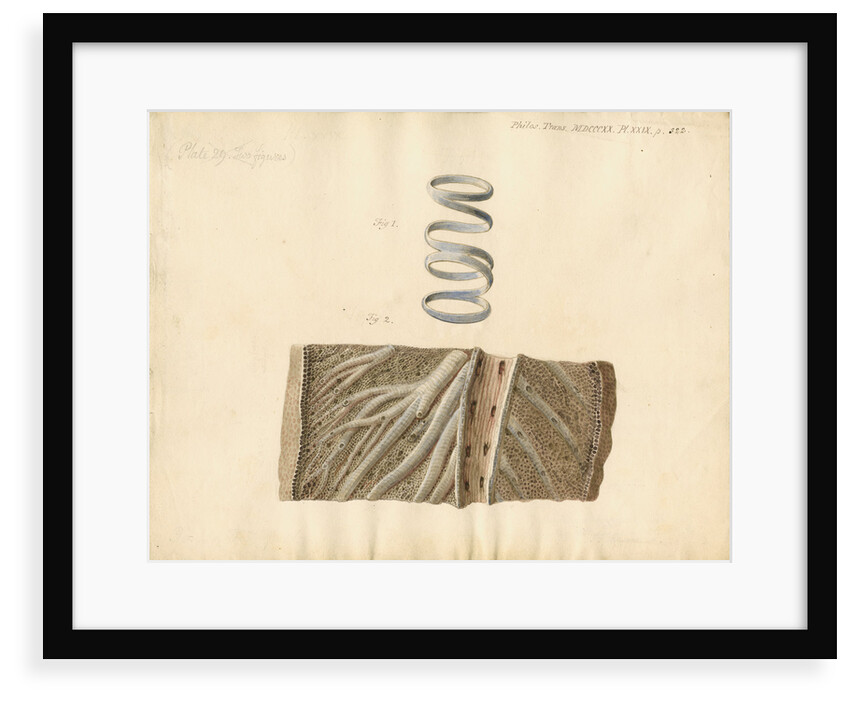 Dugong respiratory system by William Clift
