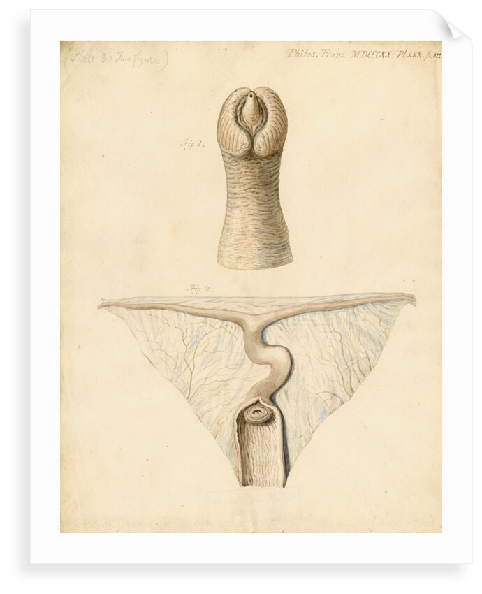 Dugong sexual organs by William Clift