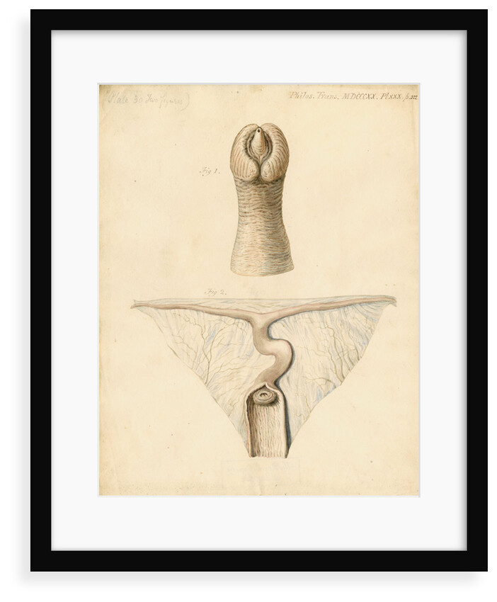 Dugong sexual organs by William Clift