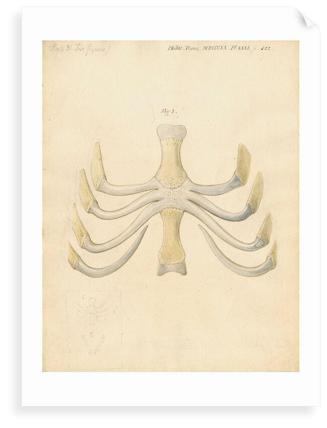 Dugong sternum by William Clift