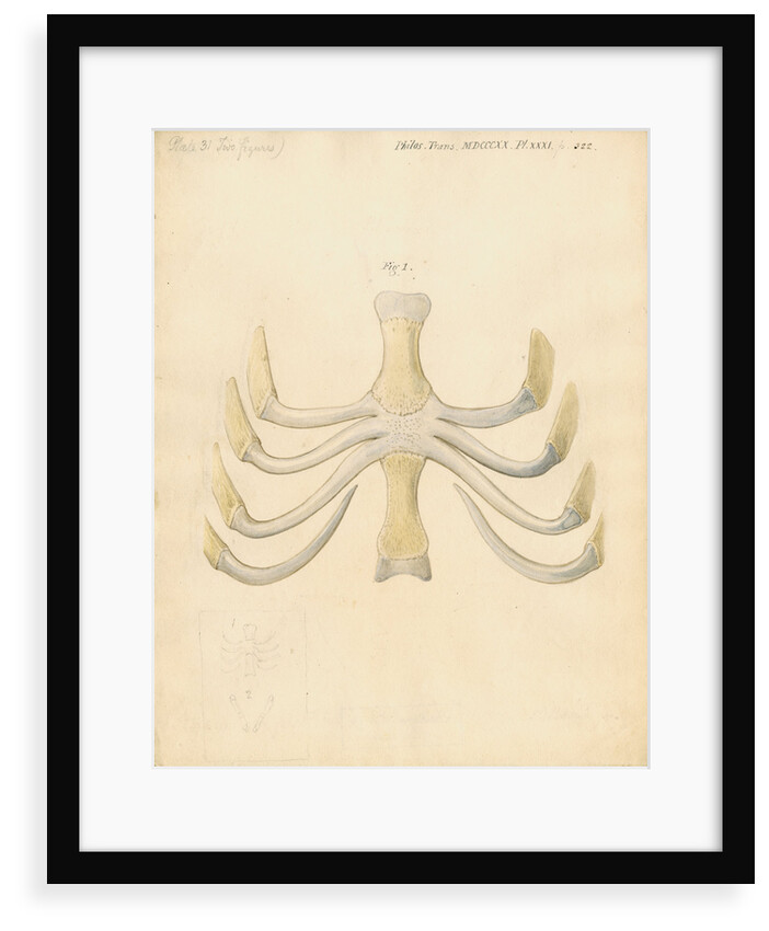 Dugong sternum by William Clift