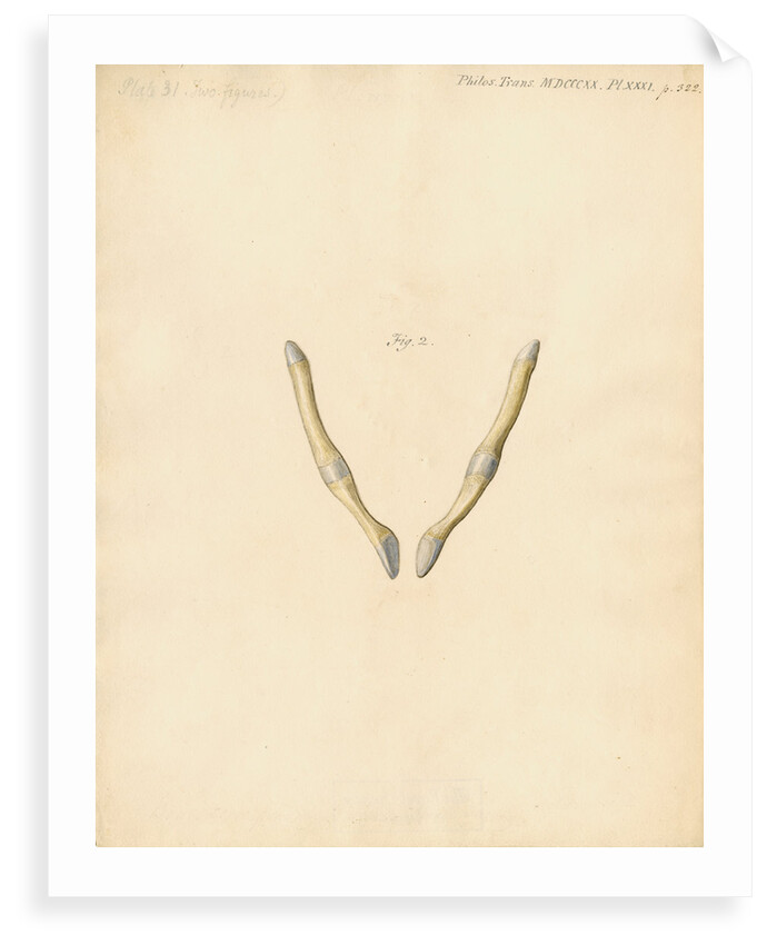 Dugong pelvic bones by William Clift