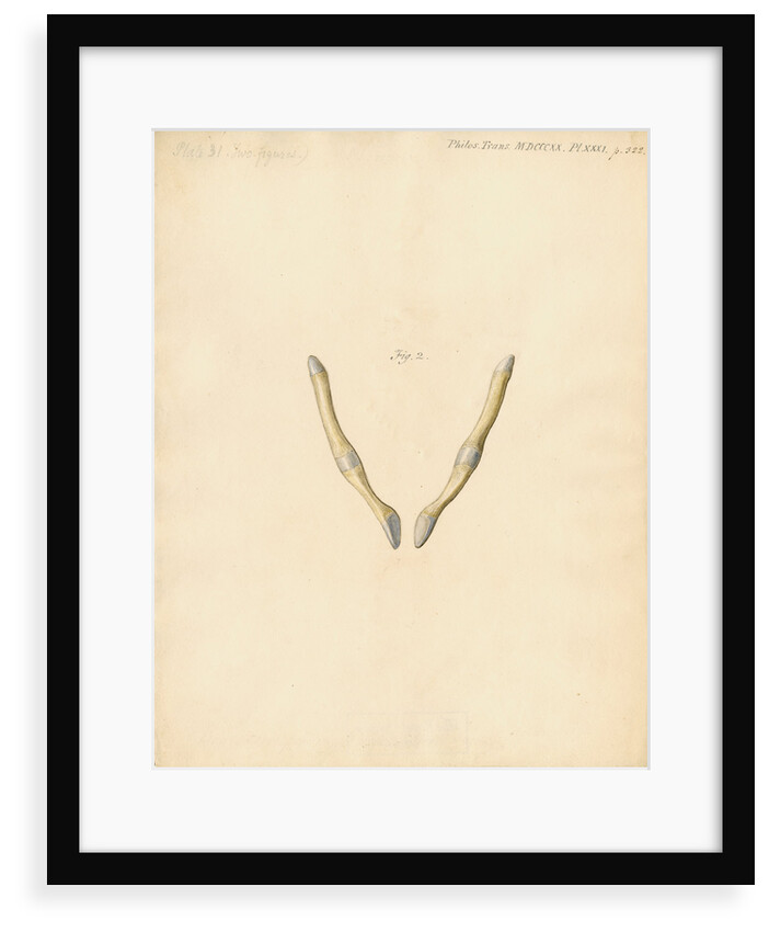 Dugong pelvic bones by William Clift