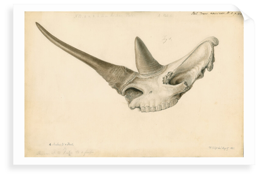 Rhinoceros skull by William Clift