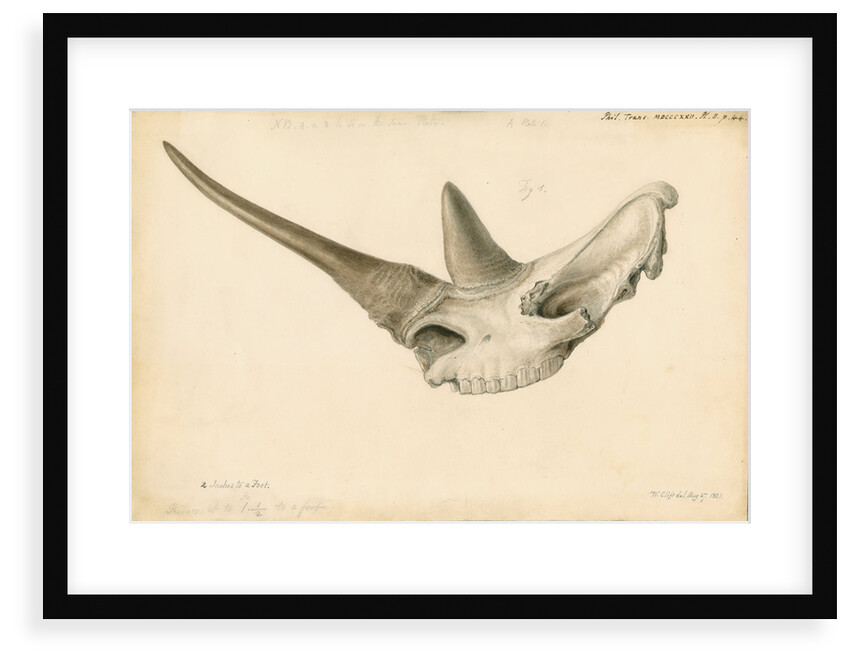 Rhinoceros skull by William Clift