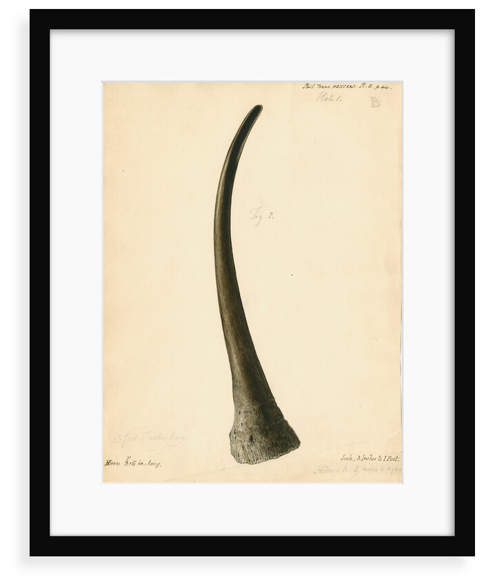 Fossil rhinoceros horn by William Clift