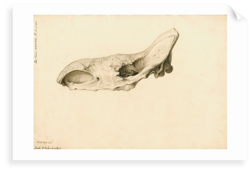 Fossil rhinoceros skull by William Clift