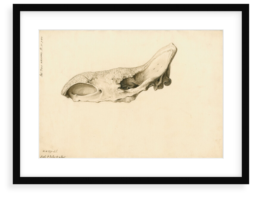 Fossil rhinoceros skull by William Clift