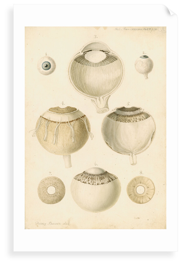 Human eye by Franz Andreas Bauer