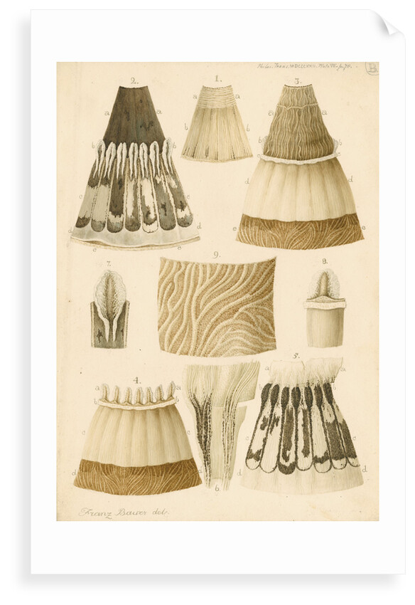 Human eye by Franz Andreas Bauer