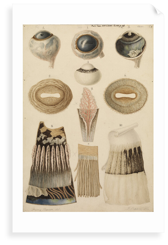 Bullock's eye by Franz Andreas Bauer