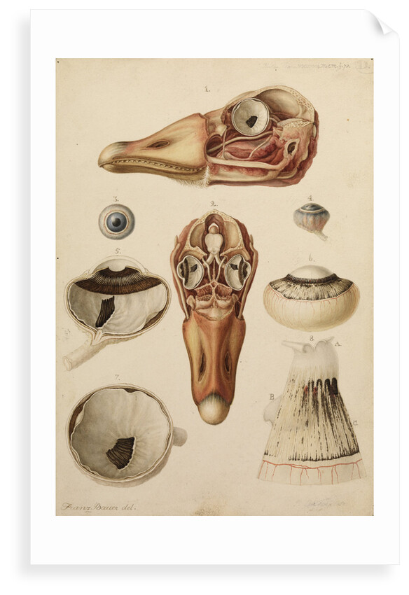 Goose head and eye by Franz Andreas Bauer
