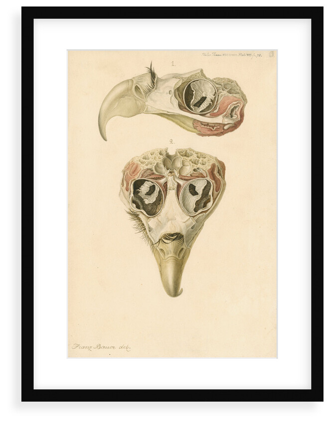 Eagle head by Franz Andreas Bauer