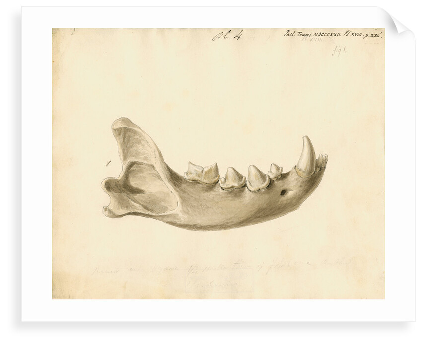 Hyaena jaw by Thomas Webster