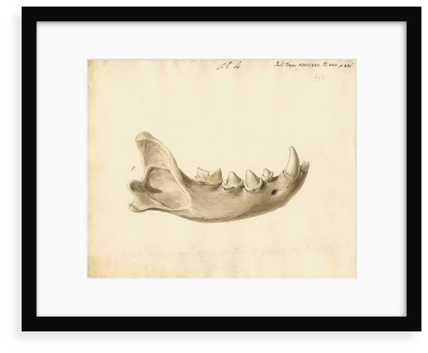 Hyaena jaw by Thomas Webster