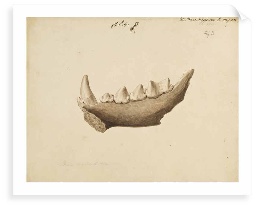 Hyaena jaw by Mary Morland