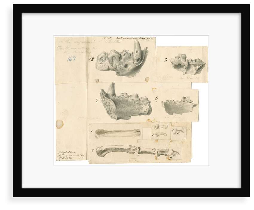 Fossil hyaena jaws and other bones by Thomas Webster